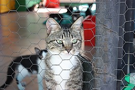 貓,犬舍,可愛(ài)貓咪