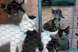 小貓,犬舍,貓