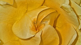 玫瑰,黃色,花