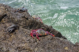 螃蟹,海洋,海灘