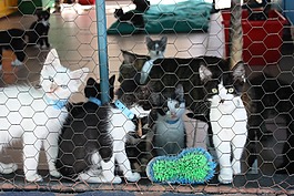 小貓,犬舍,基蒂