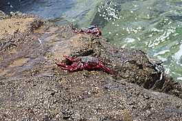 螃蟹,海洋,海灘