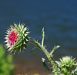 薊,花,自然