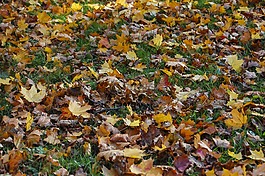 秋天的落葉,秋季,草地