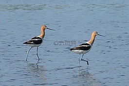 美国avocets,鸟,水鸟