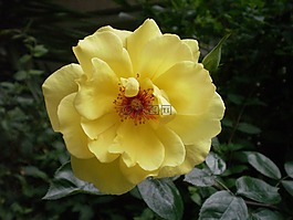 黃色,玫瑰,花