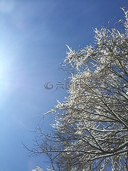 樹,雪,天空