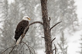 禿頭鷹,鳥,雪