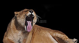 母獅,貓科動物,黃褐色