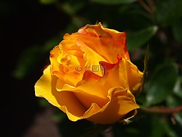玫瑰,花園,黃色
