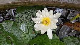 水百合,水廠,池塘