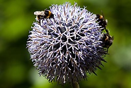 全球蓟,echinops,复合材料