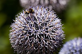 echinops,复合材料,植物群