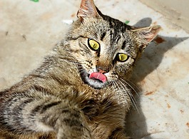 猫,眼睛,舌头