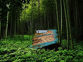 竹林,綠色,日本