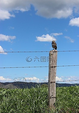 貓頭鷹,性質(zhì),鳥