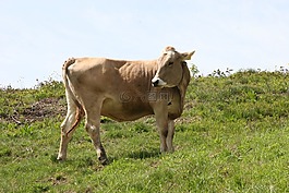牛,審查,牛肉