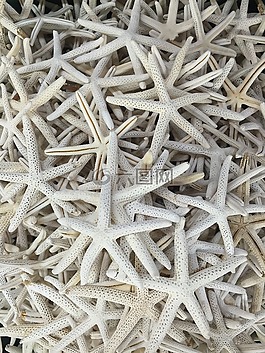 海星,明星,魚(yú)