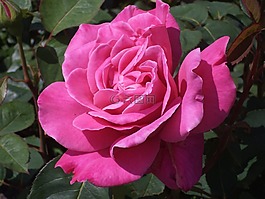 玫瑰,花,玫瑰花朵