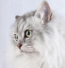 貓咪,寵物,動物