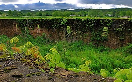 被遺棄的巖壁,叢生,墻