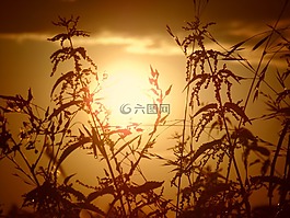 太陽,不,男子