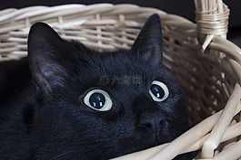 貓咪,寵物,動物