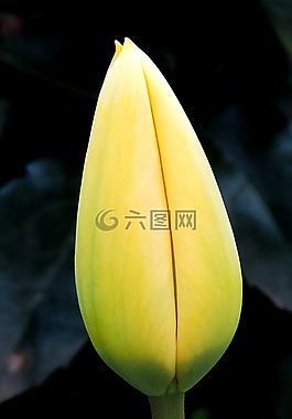 郁金香,黃色,開(kāi)花