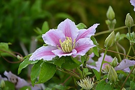 花,鐵線蓮,粉色