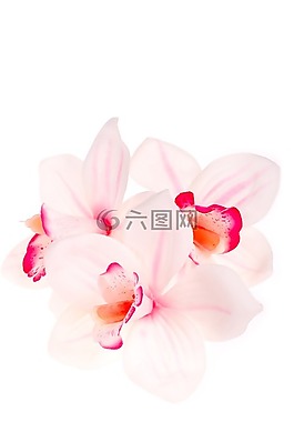 蘭花,仿制,花
