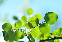 葉子,綠色,天空