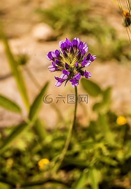 性质,植物野生动物,野花
