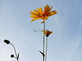 花,鲜花,按钮