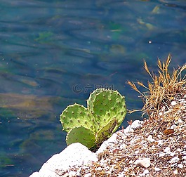仙人掌,石,海