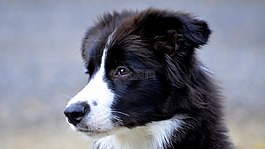 边框,狗,英国牧羊犬