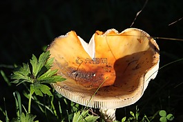蘑菇,性質(zhì),蘑菇采摘