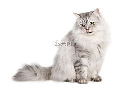 貓咪,寵物,動物
