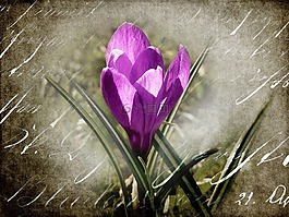 藏紅花,花,開花