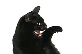 貓咪,寵物,動物