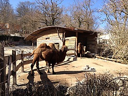 動物園,駱駝,蘇黎世