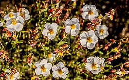 性質,野花,野生動植物群