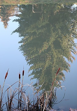 水,樹,蘆葦