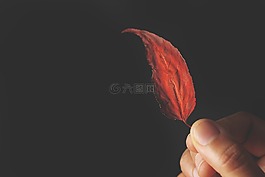 樹葉,手指,黑色