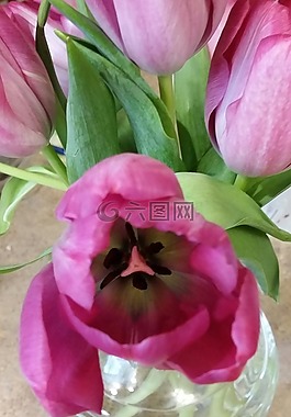 花,粉紅色,綠色