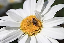 甘菊,花,布盧姆