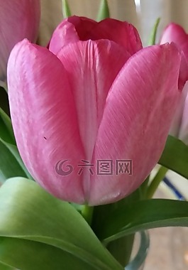 花,粉紅色,綠色
