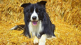 狗,边框,英国牧羊犬