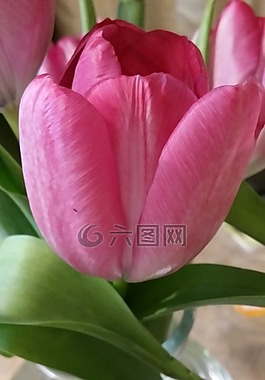 花,粉紅色,綠色