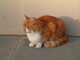 猫,姜,动物