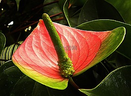 弗拉明戈花,红掌,红色